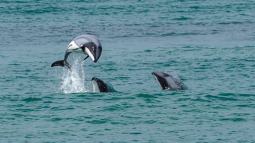 Hector's dolphins are a rare New Zealand native best found in Curio Bay