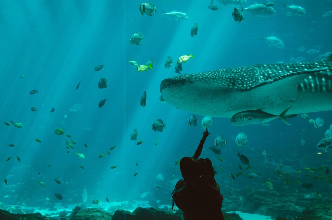 The Sunshine Coast's Sea Life Aquarium ocean tunnel