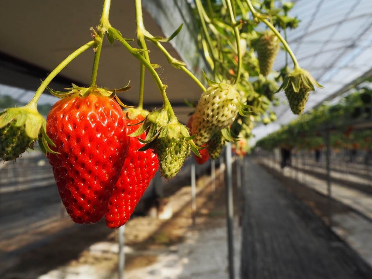 Fruit picking is a good backpacker job in the Sunshine Coast