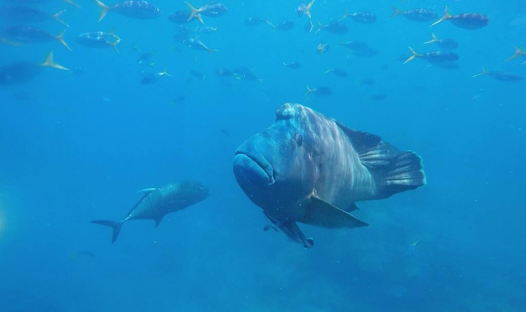 The underwater Sunshine Coast wildlife