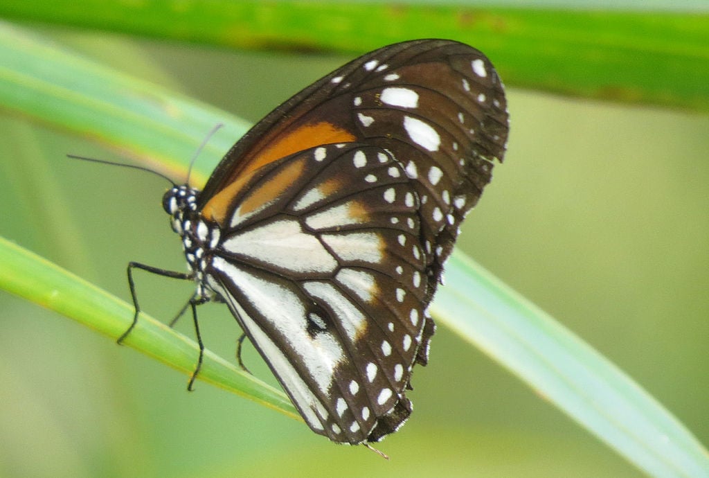 Banteay Srey Butterfly Centre