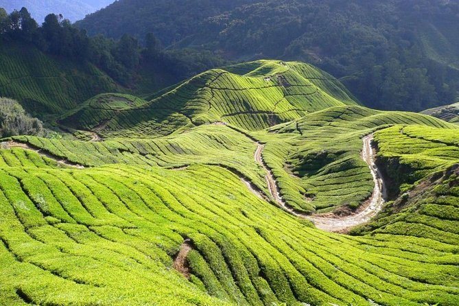 Cameron Highlands Tour