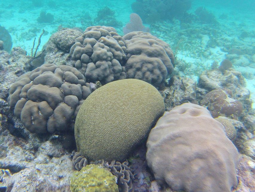 Hol Chan Marine Reserve Snorkeling