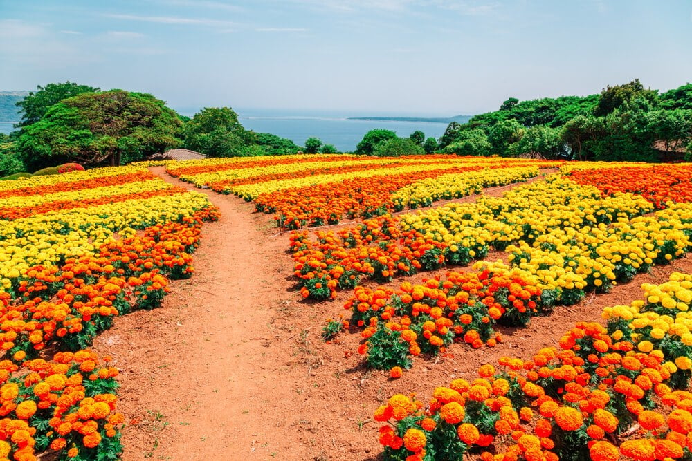 Nokonoshima Island Park