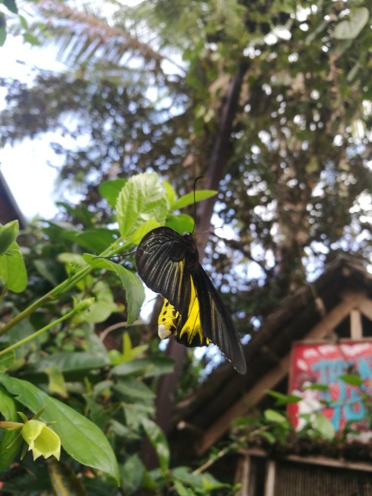 Banteay Srey Butterfly Centre