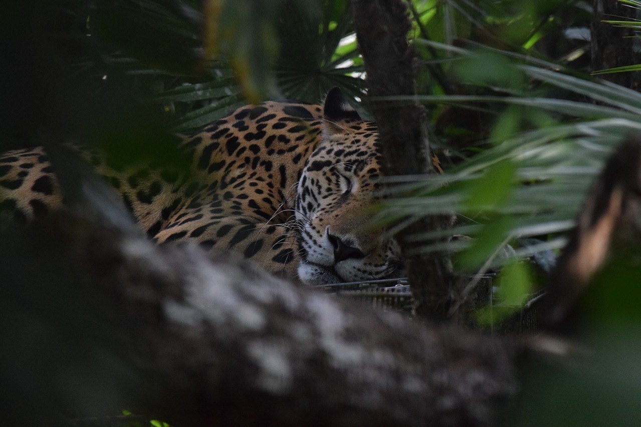 Spend time with Jaguars at Cockscomb Basin Wildlife Sanctuary