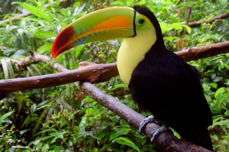 EPIC BELIZE Itinerary! (2025 Guide)