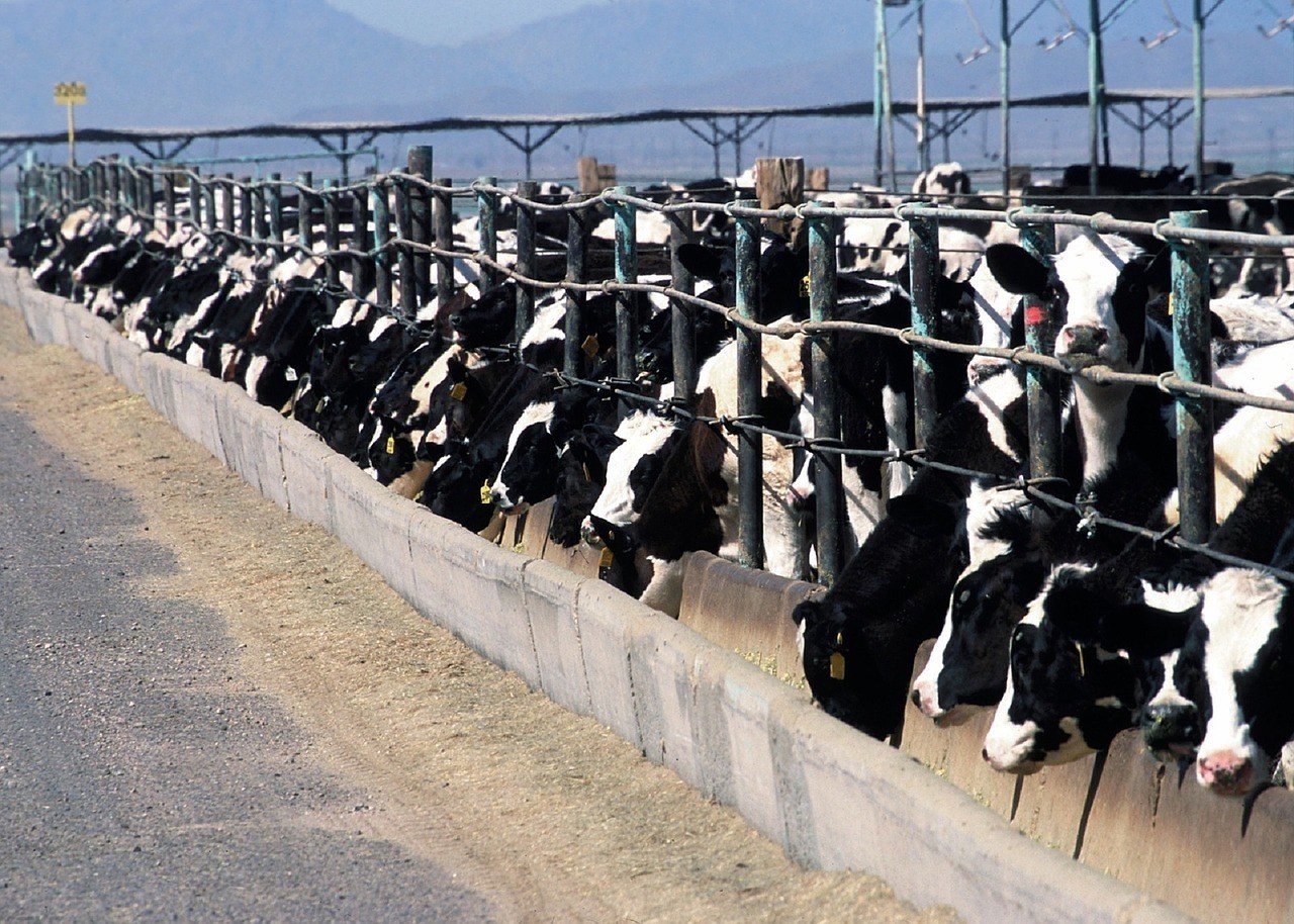 CAFO cattle feedlot
