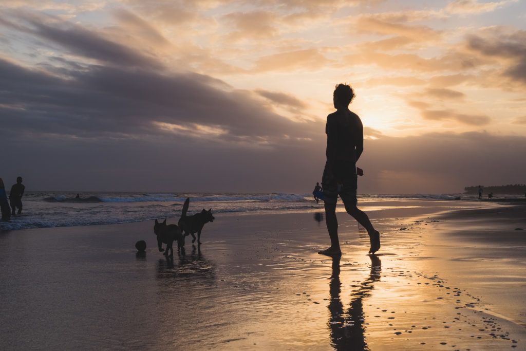 man walking on a bali beach at sunset with two stray dogs nearby