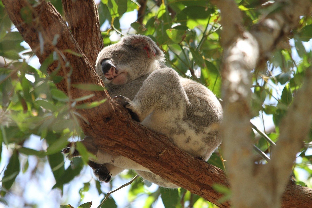 Explore Currumbin Wildlife Sanctuary