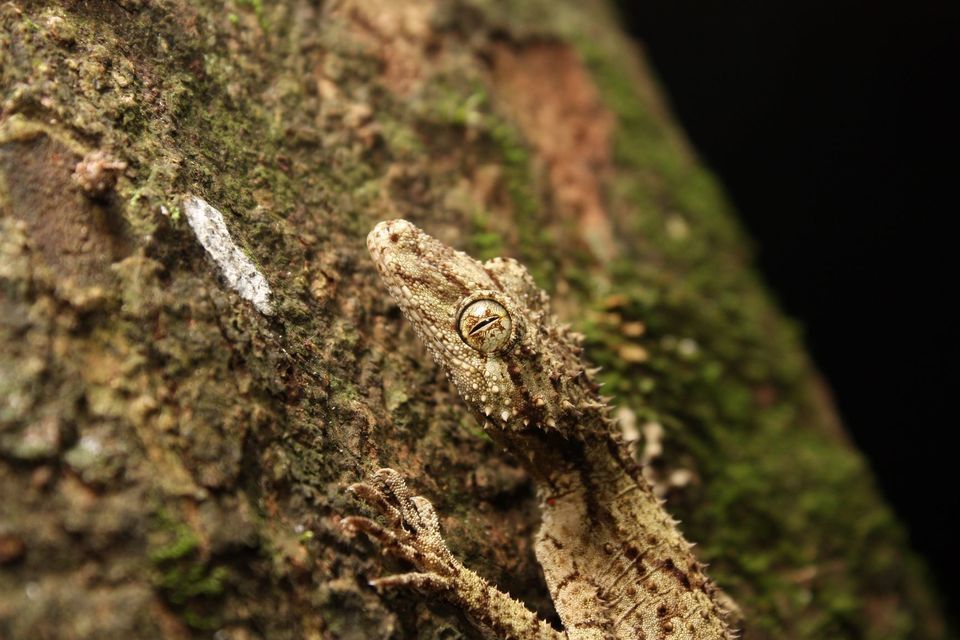 Nocturnal Rainforest and Glow Worm Tour