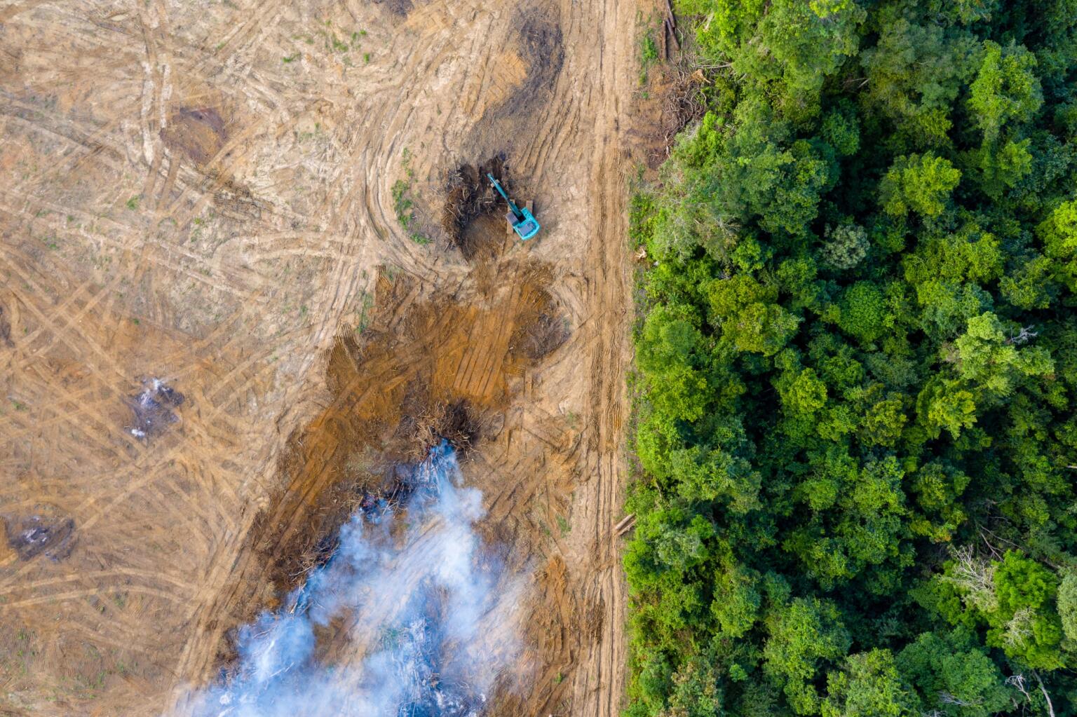 deforestation in the Amazon