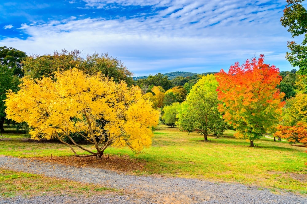 Mount Lofty