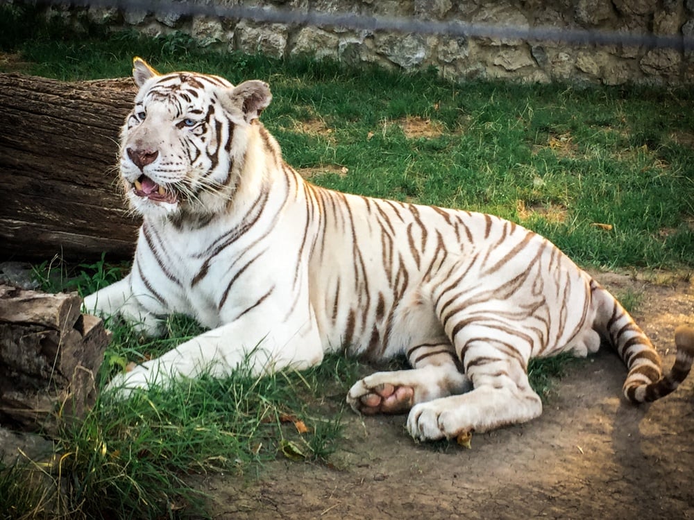 Adelaide Zoo