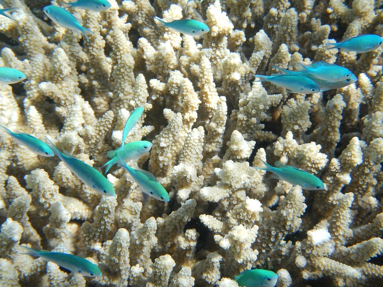 Snorkeling