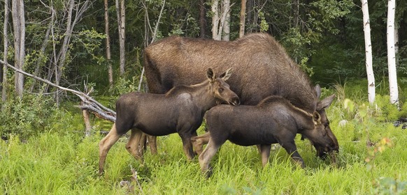 Wildlife Safari in Stockholm