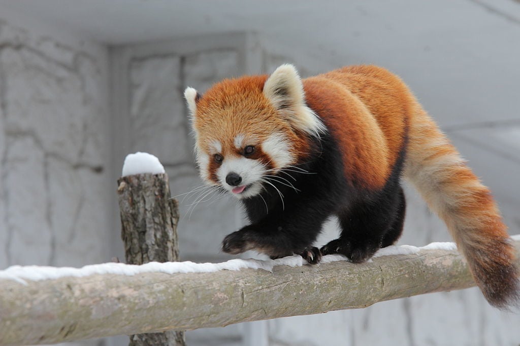 Sapporo City Maruyama Zoo