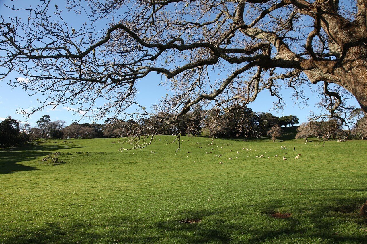 Picnic in Cornwall Park