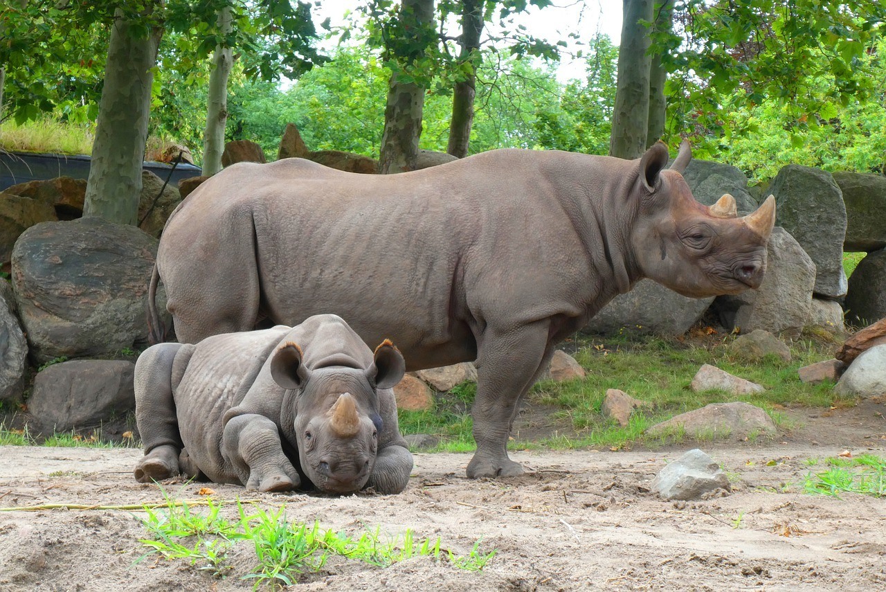 Rotterdam Zoo, Rotterdam