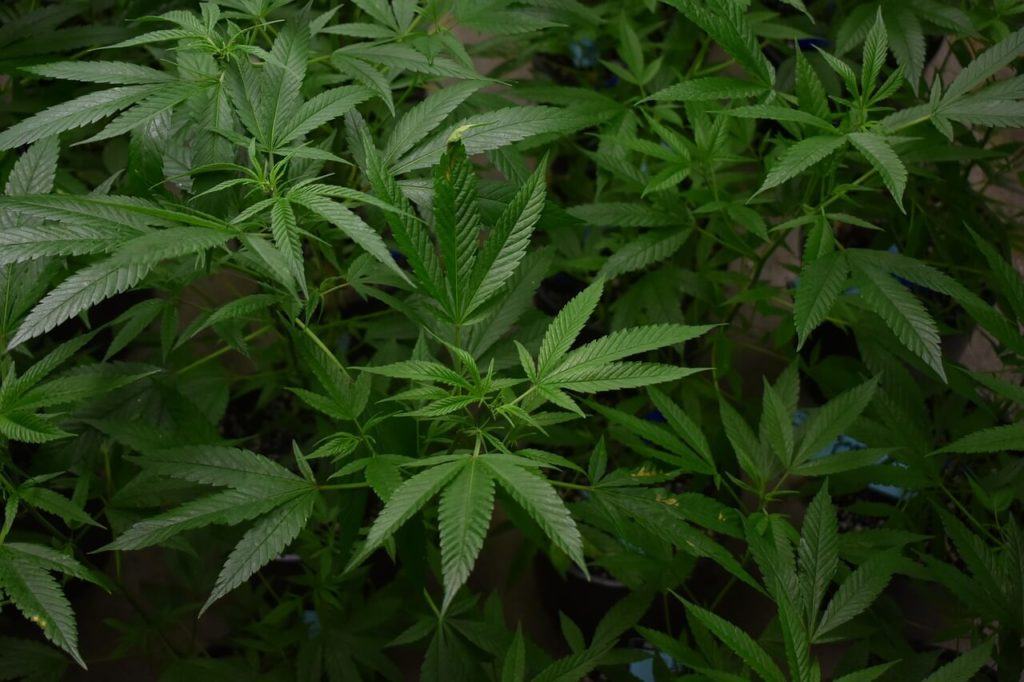 green cannabis plants backpacking nepal