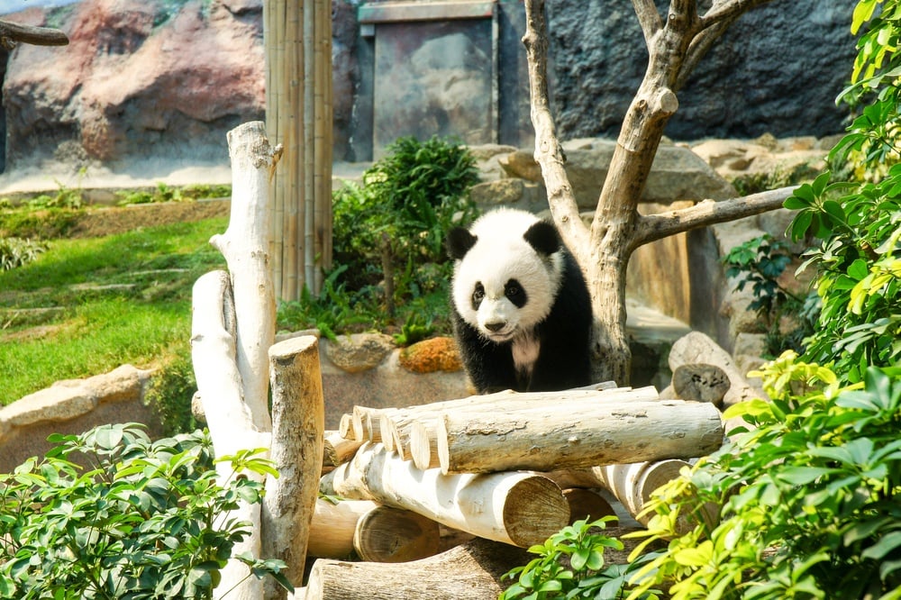 Macau Giant Panda Pavilion