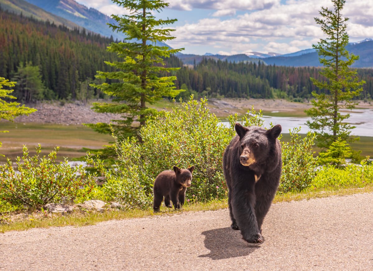 Bears on a road near a campervan and RV campsite in Jasper, Canada