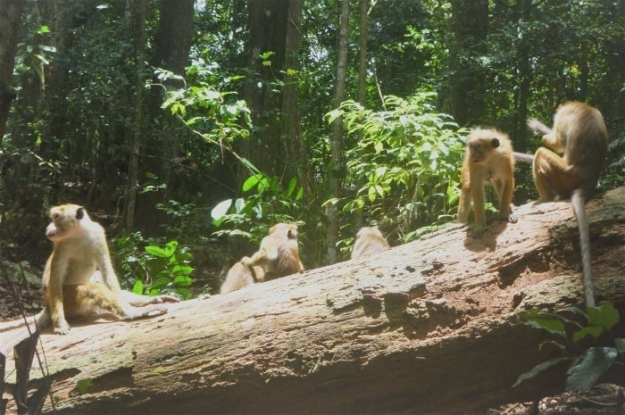 udawattekele forest reserve: a small hike in Kandy