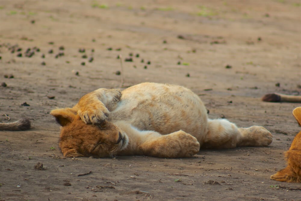 A lion cub in a food coma