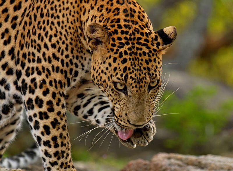 Yala national park is where to see leopards in Sri Lanka