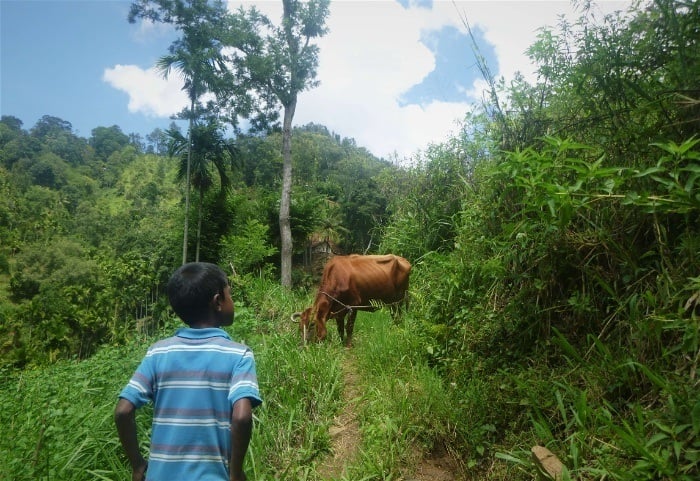 With a local boy and cow on a hike through Sri Lanka's villages near Ella