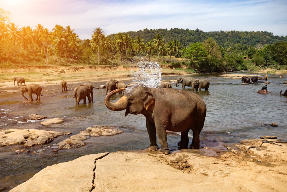 Elphants on a safari in Sri Lanka