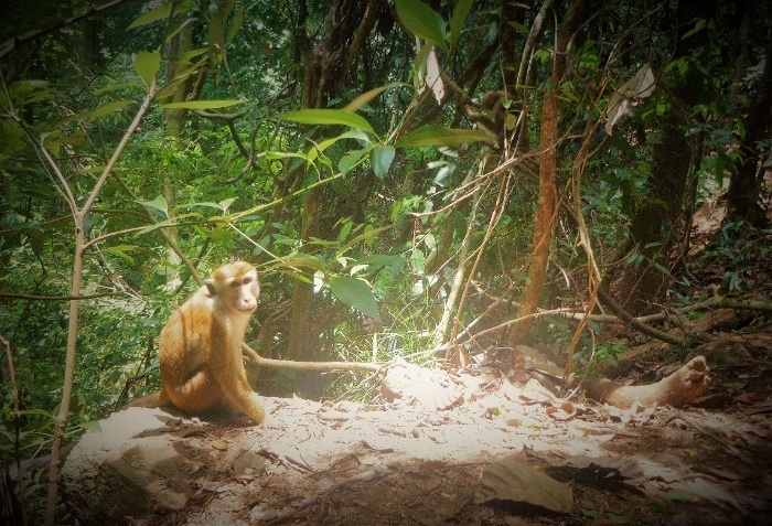 Monkey from my trip to Kandy