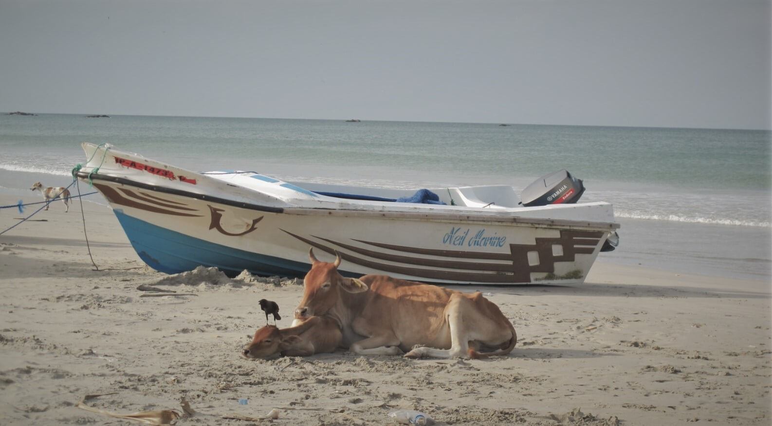 Cute cows on a beautiful Sri Lanka beach