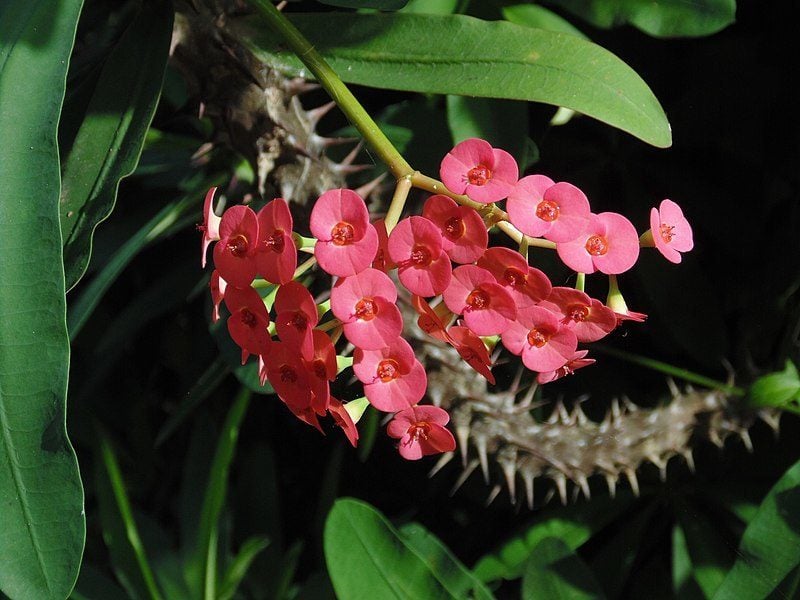 Jardin Du Roi Spice Garden