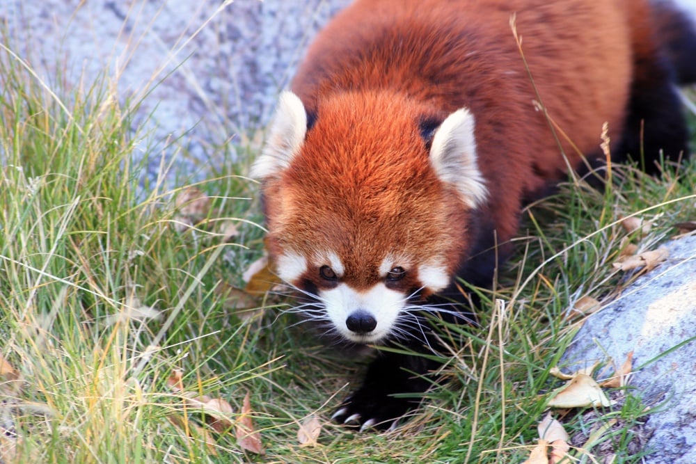 Red panda at the Calgary Zoo.