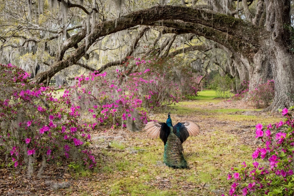 Magnolia Plantation and Gardens, Charleston