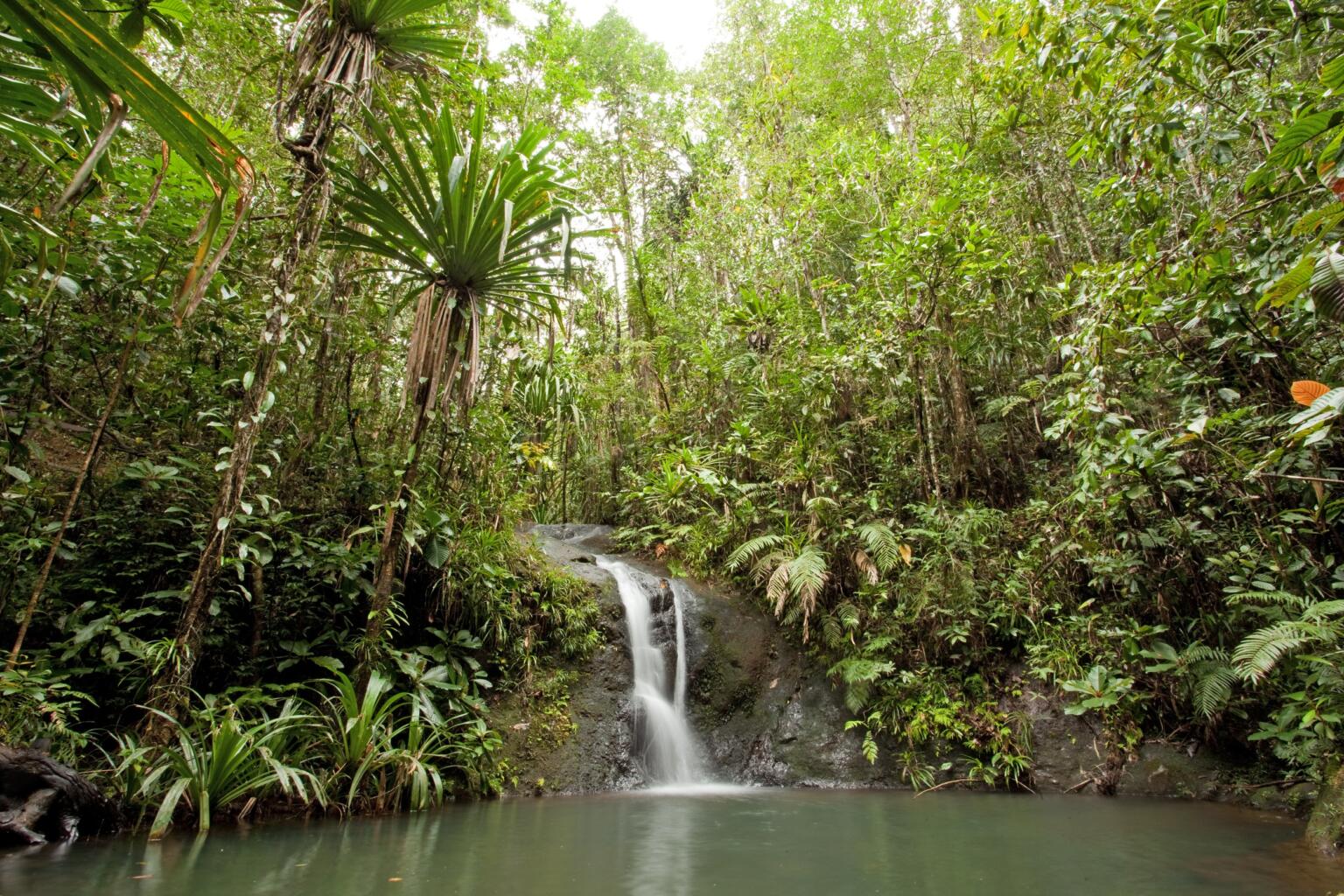 Colo-I-Suva Forest Park