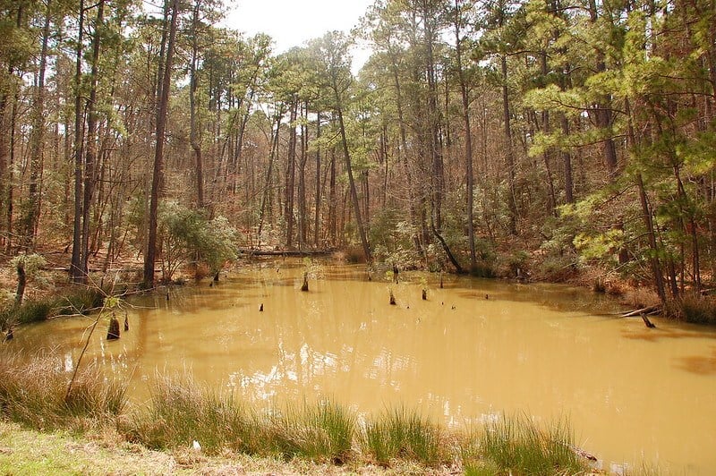 Sabine National Forest