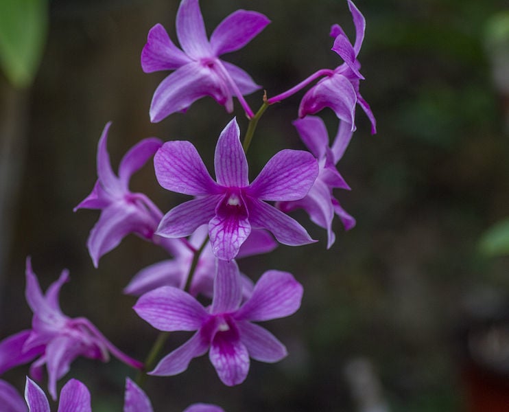 Garden of the sleeping giant