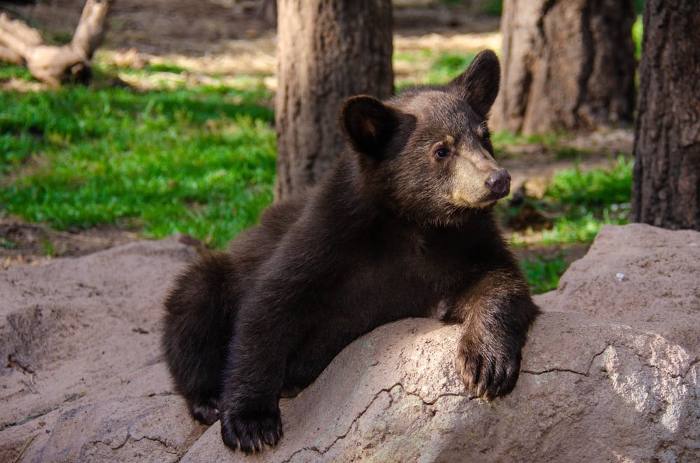 Bearizona Wildlife Park