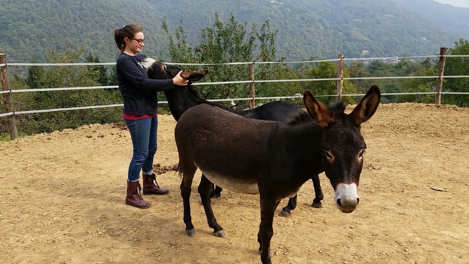 wwoofing italy donkeys
