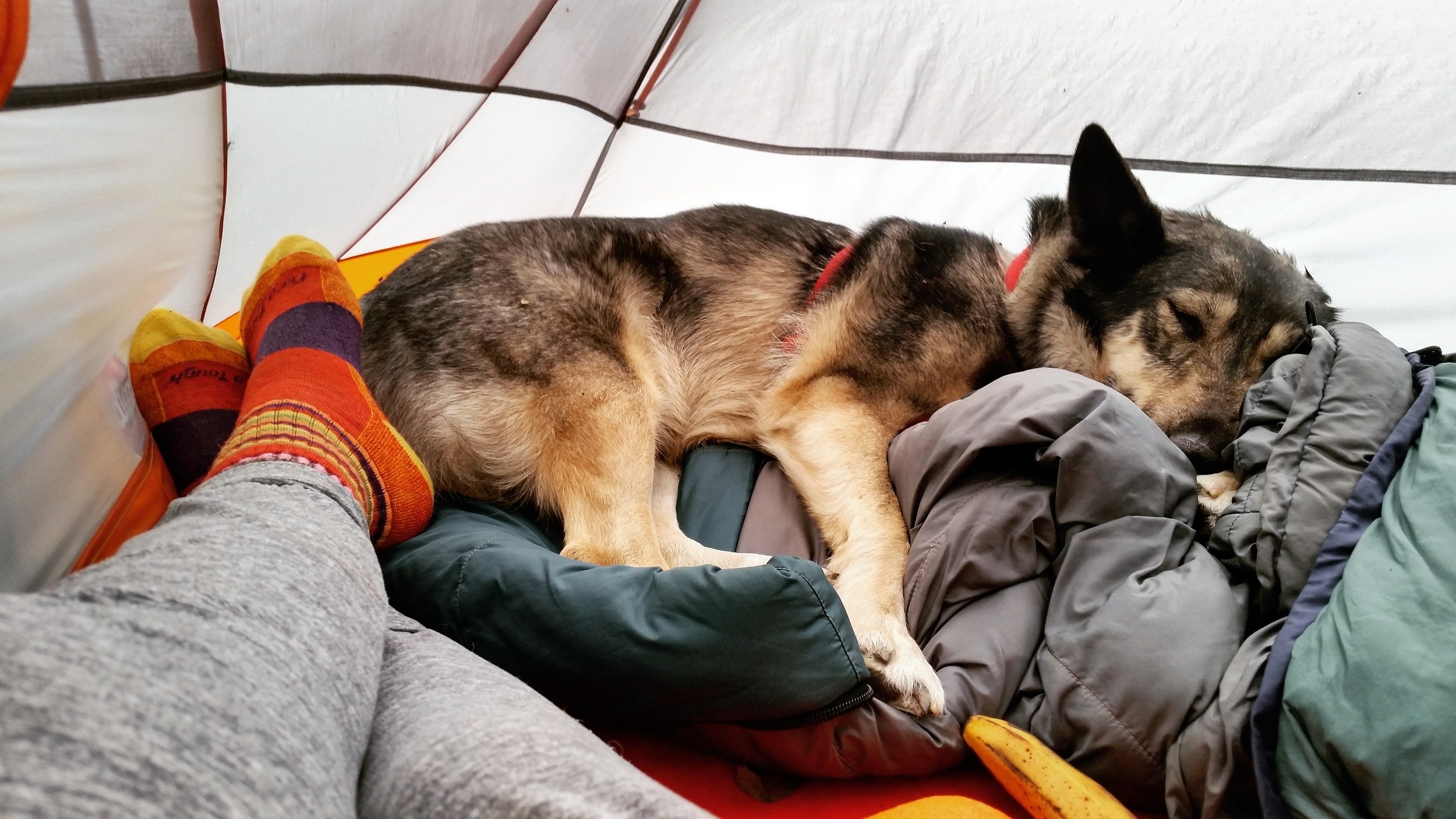 backpacking with dogs in tents