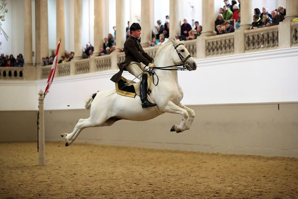 Lipizzans Performance Vienna