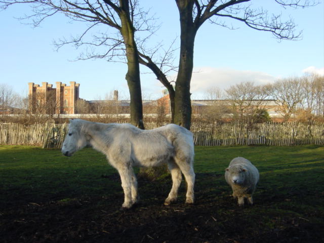 Animals at the Rice Lane City Farm in Liverpool.