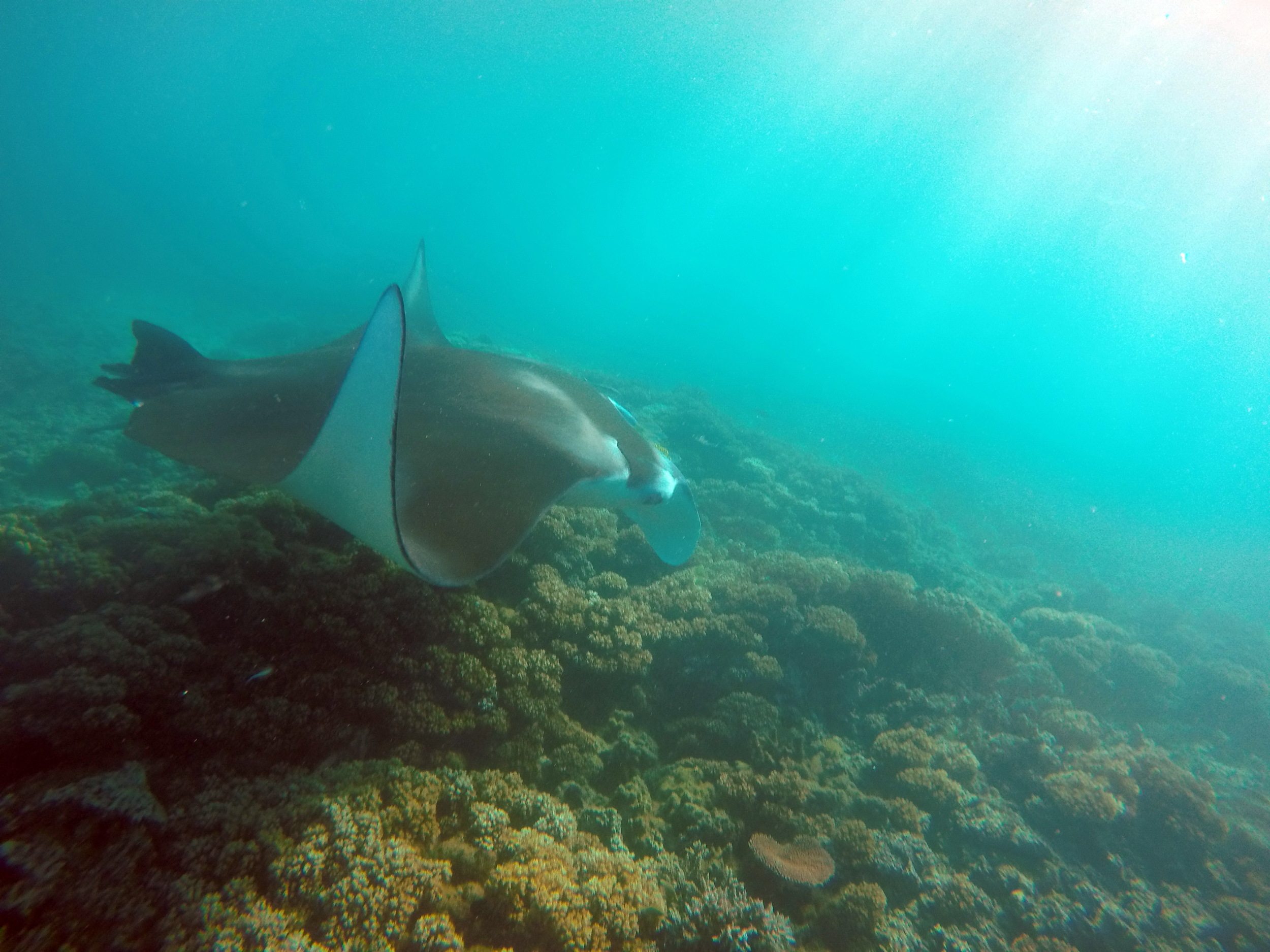 Manta Ray Island