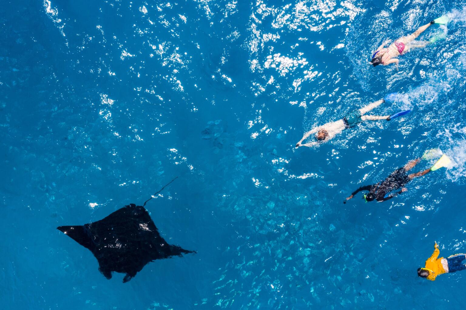 Diving with manta rays at Yasawa's famous coral Reefs