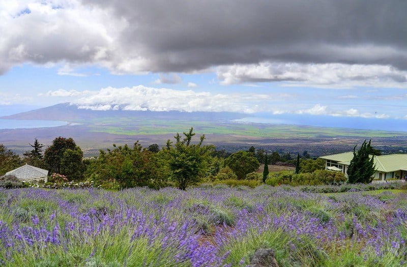 Alli Kula Lavender Farm, Maui