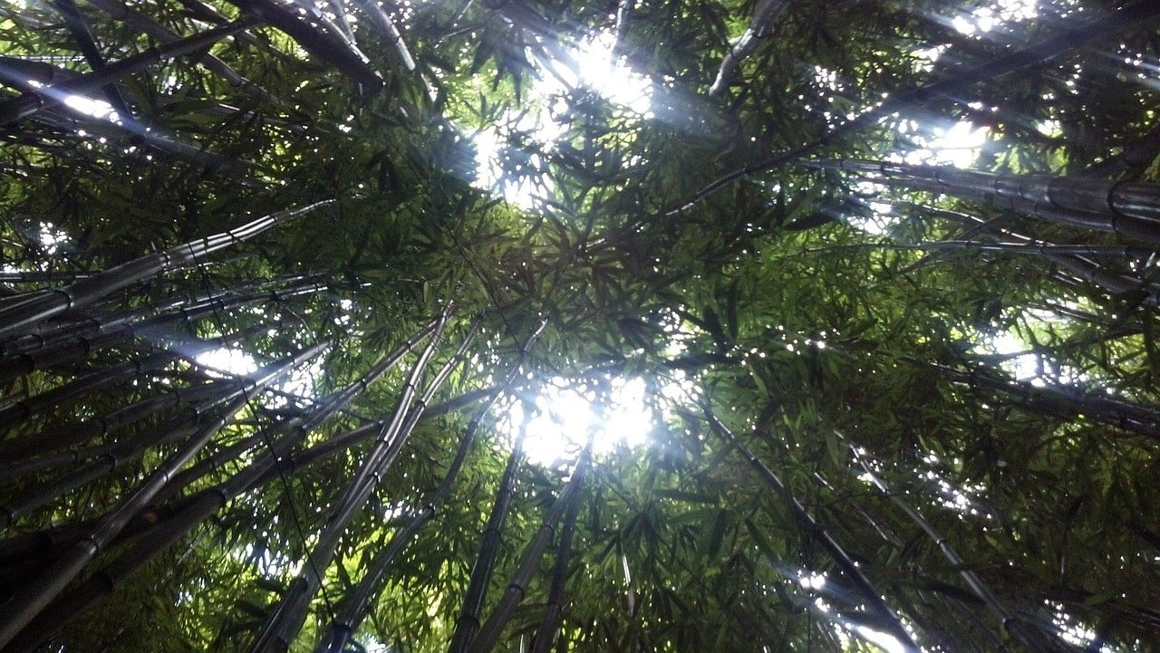 Bamboo Forest, Maui