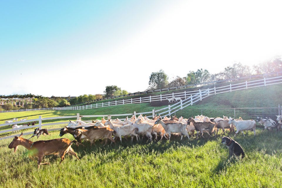 Goat farm in Maui