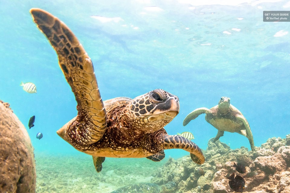 Molokini, Maui